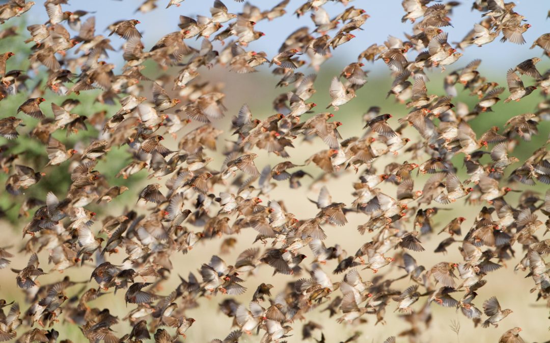 Aves de África