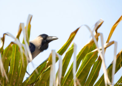 Cuervo indio - Corvus splendens