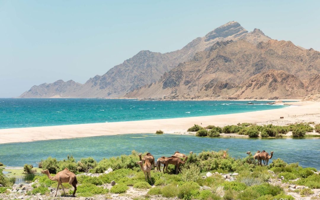 Fotografía de naturaleza en Omán - Camellos en el mar