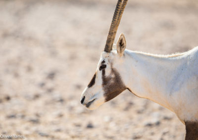 Órix Arábigo - Oryx leucoryx - Fotografiar naturaleza en Omán